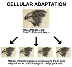 Cellular Adaptation In Natural Selection Theory - Alternative Theory Of Evolution