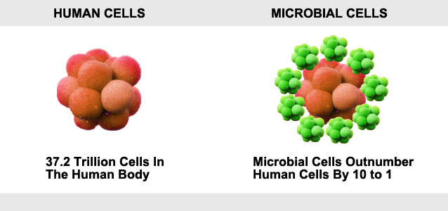 Microbial Cells Outnumber Human Cells 10 to 1